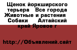 Щенок йоркширского терьера - Все города Животные и растения » Собаки   . Алтайский край,Яровое г.